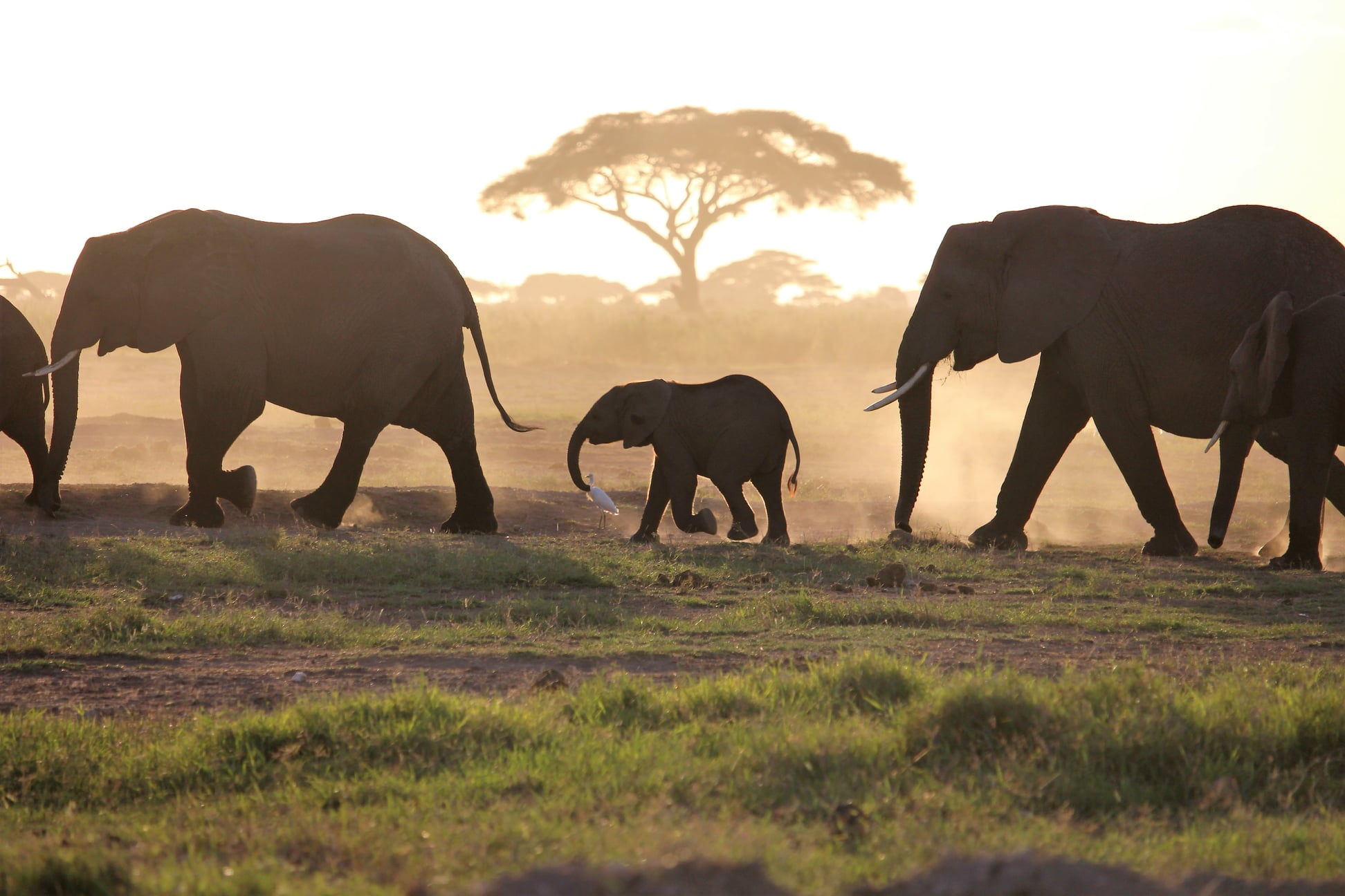 Guests returning by safari vehicle after a hot air balloon landing in Amboseli