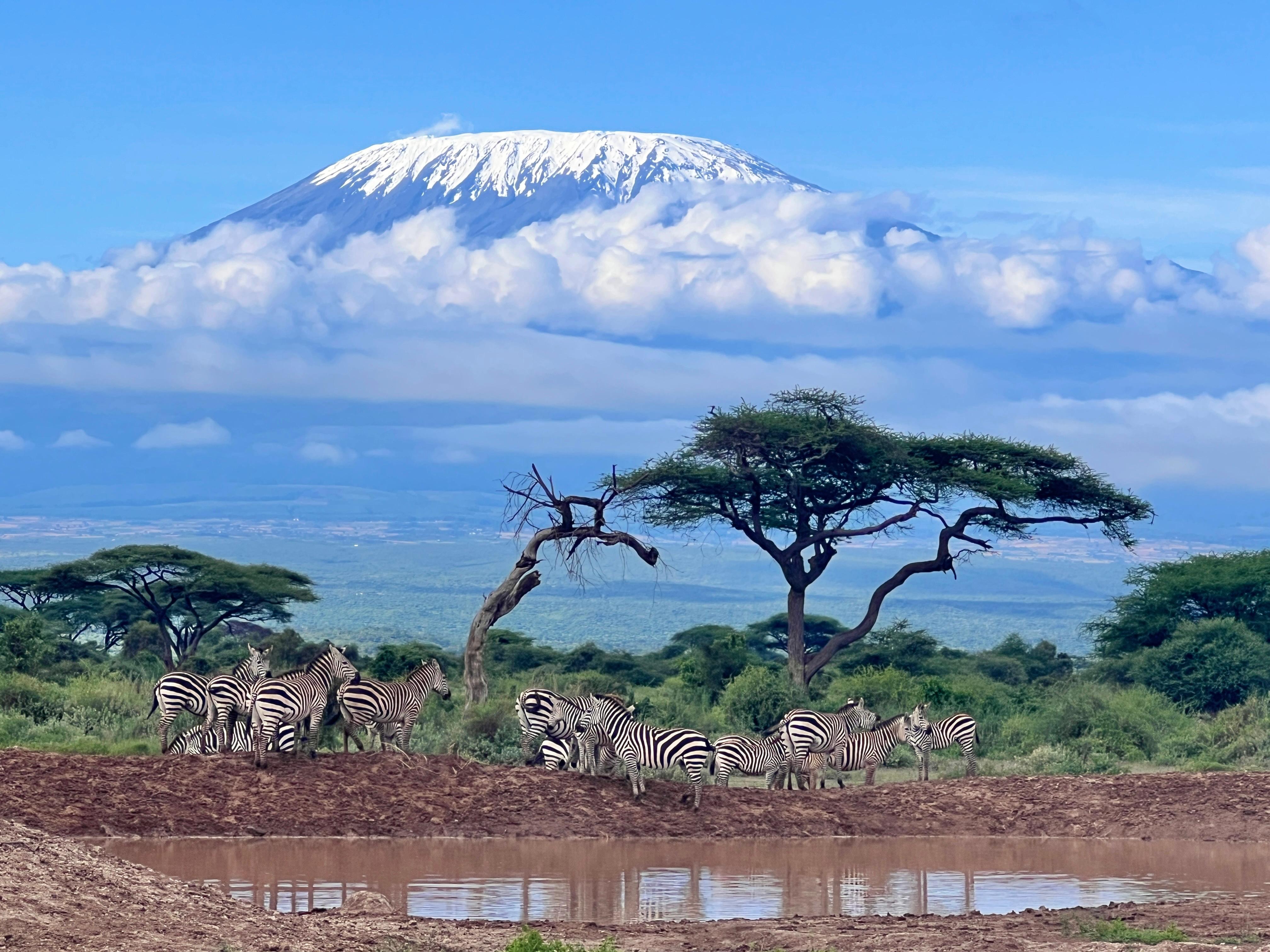 Hot air balloon over Amboseli with Mount Kilimanjaro rising above the clouds